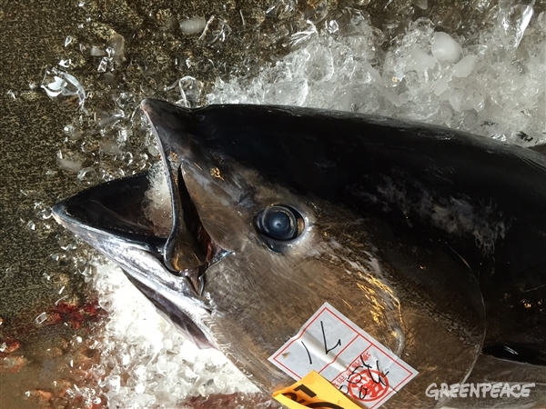 やっぱりなかった 本マグロを売らずに守るお店 国際環境ngoグリーンピース
