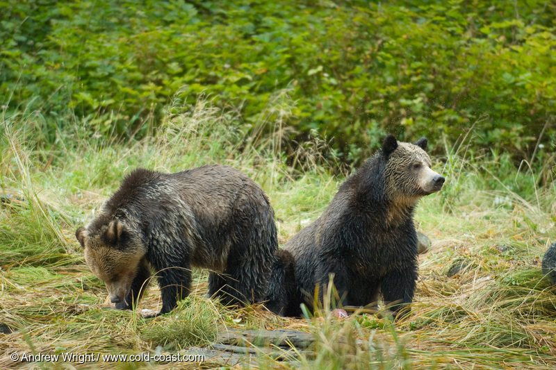 Grizzly Bears in the Great Bear Rainforest