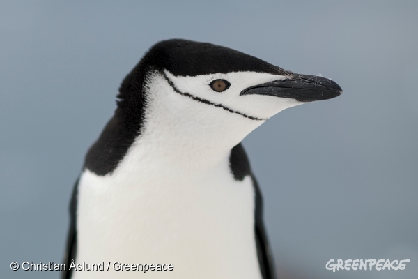 写真 南極の海をまもる 3カ月の船の旅が始まった 国際環境ngoグリーンピース