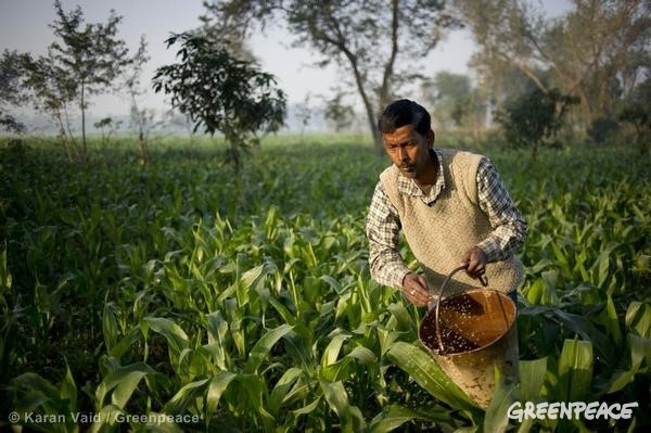 お茶に農薬 インドからの報告 国際環境ngoグリーンピース