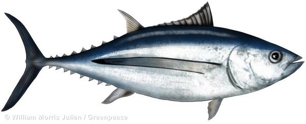 ビントロも食べられなくなる 国際環境ngoグリーンピース