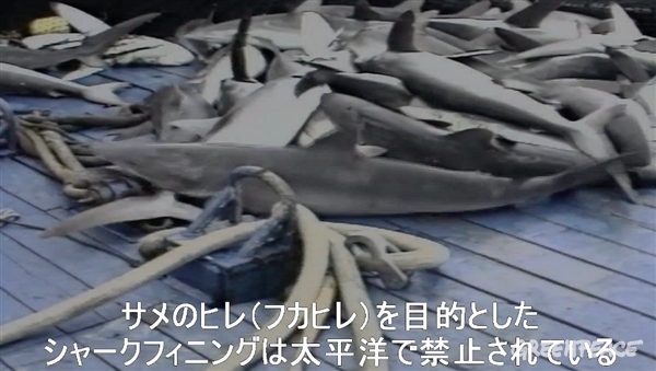 サメからもsos マグロ漁に隠されたサメの受難 国際環境ngoグリーンピース