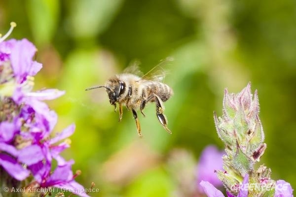 ミツバチがいなくなったら いったいどうなるの 国際環境ngoグリーンピース
