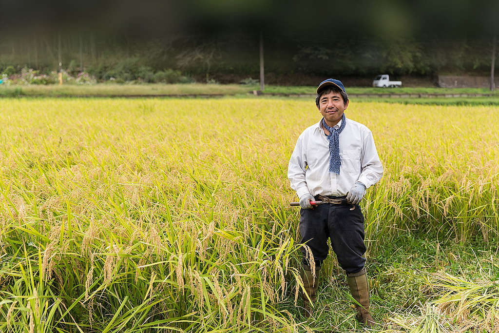ミツバチを守る米づくり ミツバチを守る米づくり