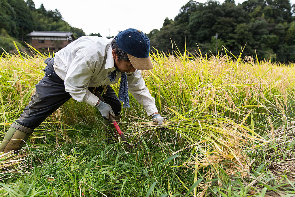 Yearly Harvest at Ecological Rice Farm in Japan. © Viktor Cibulka / Greenpeace