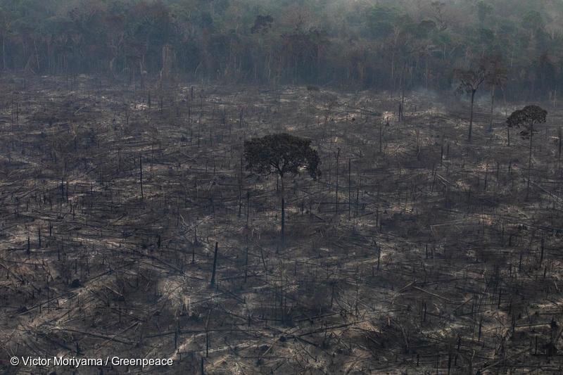 アマゾンの大規模森林火災ーーグリーンピースが上空から撮影 森林破壊を終わらせるための行動を求め世界各地で緊急署名開始 国際環境ngoグリーンピース
