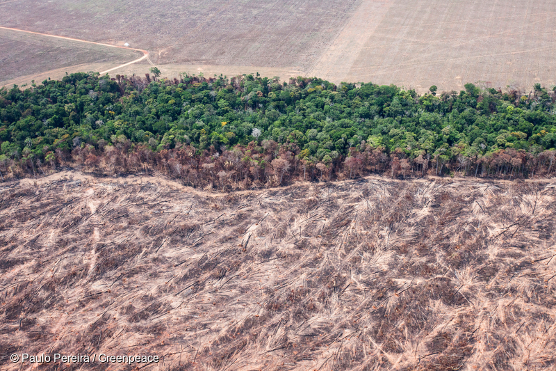 コロナ中アマゾンの破壊は1 5倍に 森林火災とウイルスの関係とは 国際環境ngoグリーンピース