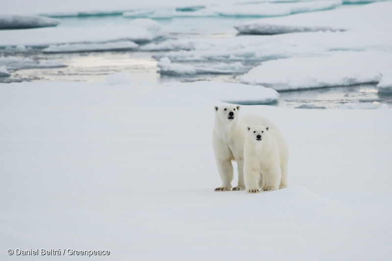 氷がない 北極の氷が溶けています 国際環境ngoグリーンピース