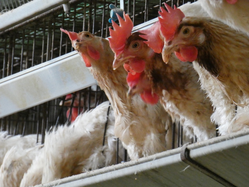 もう1つの感染症 鳥インフルエンザ 拡大の原因と人間への影響は アニマルウェルフェアとは 国際環境ngoグリーンピース