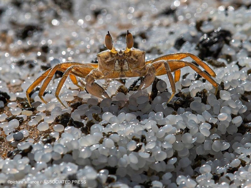 スリランカの西海岸を覆った大量のマイクロプラスチック 何が起きたの 海への影響は 国際環境ngoグリーンピース