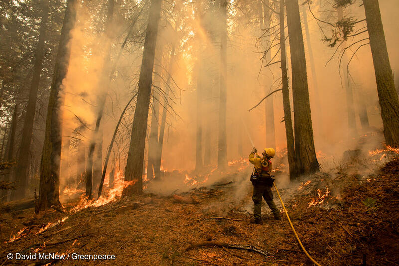 森林火災と気候変動 山火事はなぜ起きる 気候変動で悪化するの 国際環境ngoグリーンピース