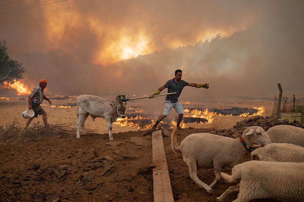 森林火災と気候変動 山火事はなぜ起きる 気候変動で悪化するの 国際環境ngoグリーンピース