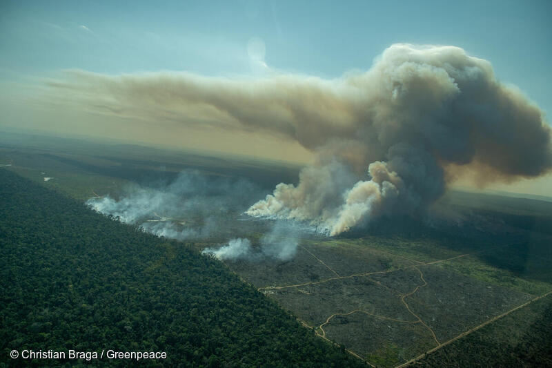 【ブラジルオフィスから最新報告】アマゾン森林破壊は過去最悪のスピードを記録 国際環境NGOグリーンピース