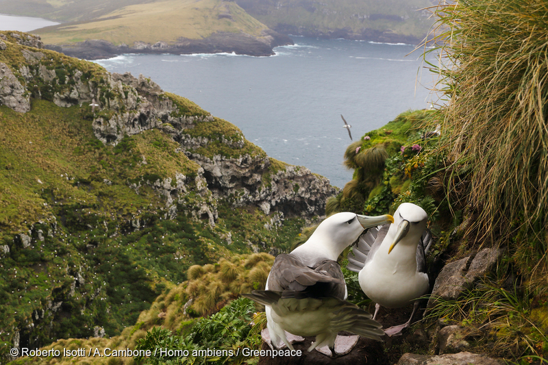 ニュージーランド、オークランド諸島のシロガシラアホウドリのカップル。絶滅が危惧されている。