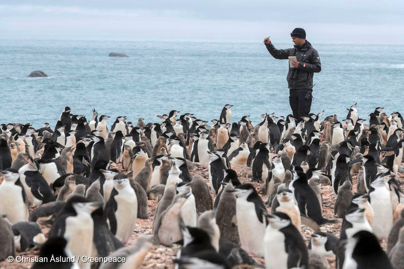 グリーンピースとともに南極・エレファント島でペンギンの群れを調べる研究者。2020年。