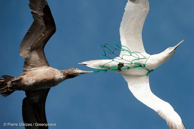 モーリタニア、プラスチック製の漁網に絡まった海鳥。2012年。