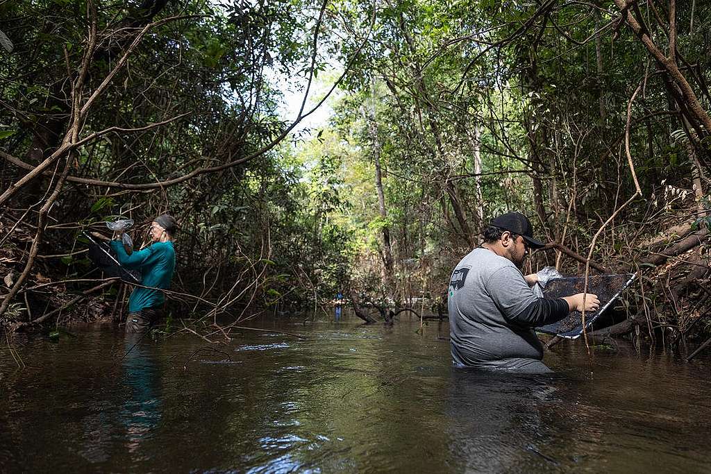 アマゾン、ロンドニア州、アクレ州の合流地点にあるマニコレにて、魚類学者たちが川を掘り下げその生態を研究する様子。