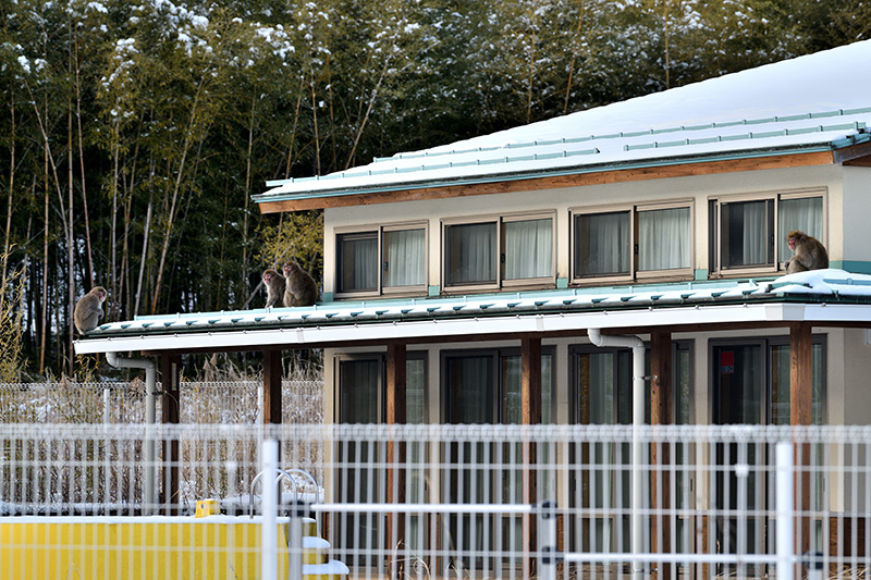 人のいない津島保育所の屋根でサルの群れが日向ぼっこ ©Ryohei Kataoka