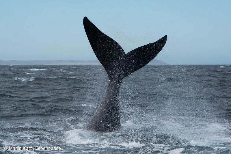 アルゼンチン海域のミナミセミクジラ。（2019年11月）