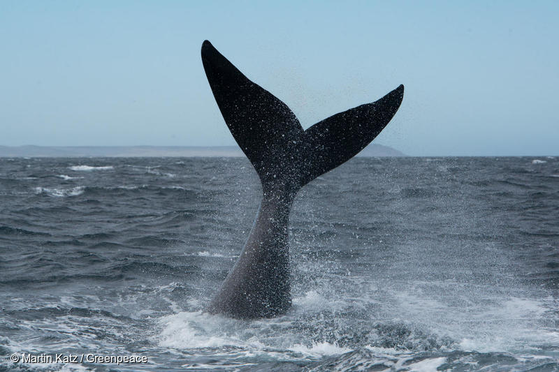 アルゼンチン海域のミナミセミクジラ。(2019年11月) アルゼンチン海域のミナミセミクジラ。(2019年11月)