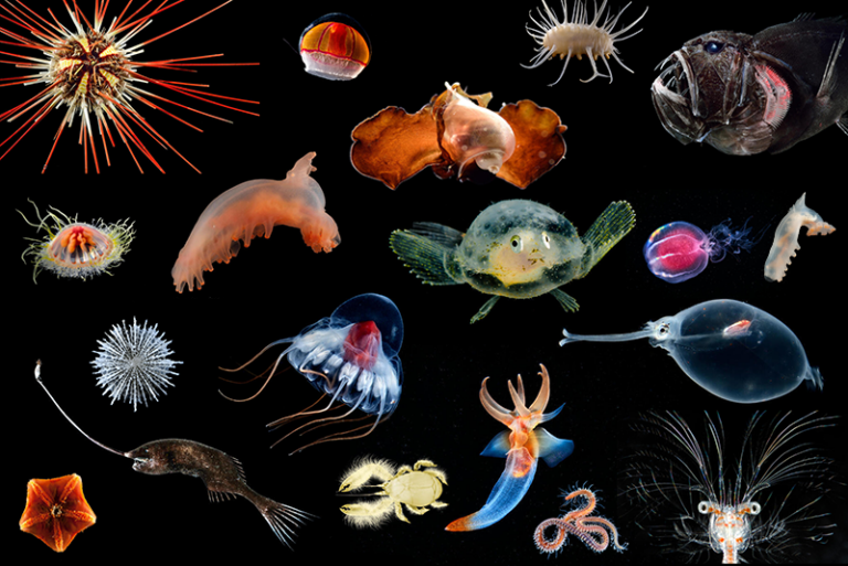 不思議な生き物 一覧 絵 「不思議な生き物 不思議な見た目の生き物