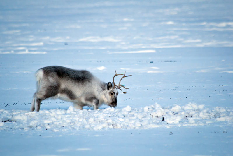 Svalbard reindeer (Rangifer tarandus platyrhynchus) graze in wintry conditions in Adventdalen, Svalbard.