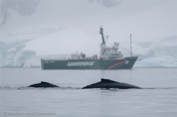 남극을 항해 중인 아틱선라이즈호와 혹등고래들