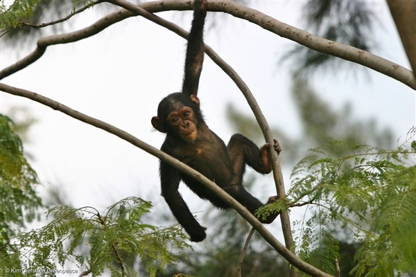 아프리카 3대 대형 유인원 중 하나인 침팬지는 밀렵과 서식지 감소로 멸종 위기에 처해 있다