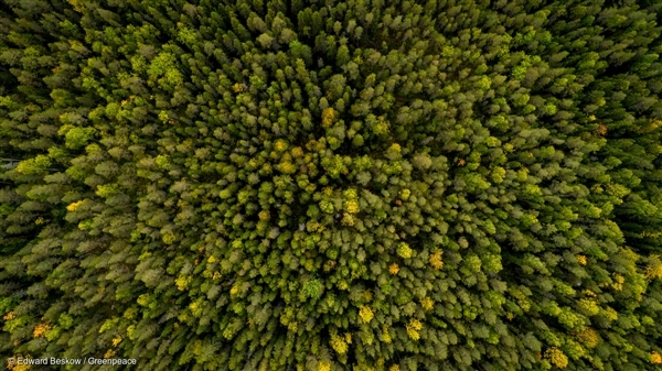 스웨덴 북반구 침엽수림 지대에 나무가 빼곡하게 들어서 있다