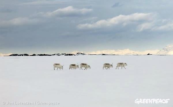 Svalbard reindeer (Rangifer tarandus platyrhynchus) graze in wintry conditions in Adventdalen, Svalbard. 05/09/2014 © Jon Lorentzen / Greenpeace