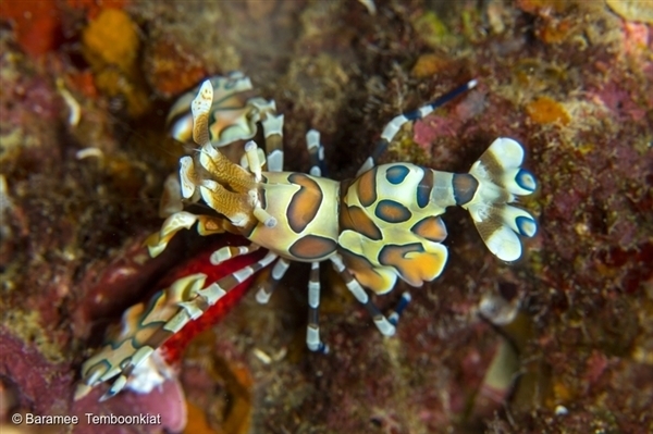 해양보호구역은 광대새우(clown shrimp) 처럼 귀여운 해양생물들의 번식을 돕습니다! 
