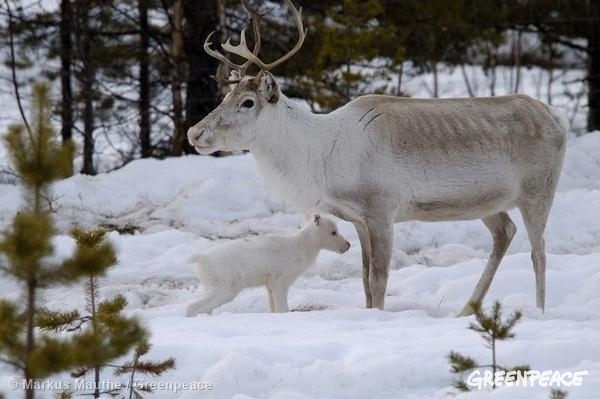 Winter forest at Lake Inari in North Finland. Reindeer with calf in the snow. 02/15/2006 © Markus Mauthe / Greenpeace