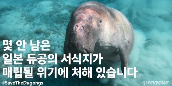 얼마 남지 않은 일본 듀공들이 위험에 처해 있습니다