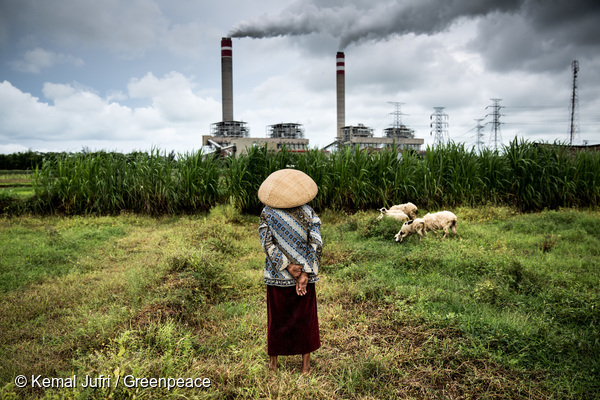인도네시아의 한 연기나는 석탄화력발전소 앞에서 양치기가 양들을 돌보고 있다.