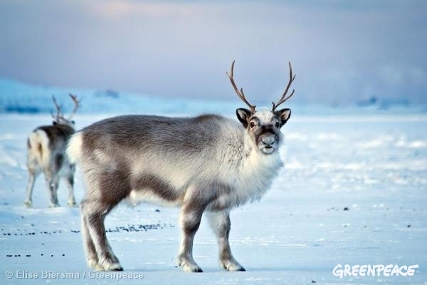 Svalbard reindeer (Rangifer tarandus platyrhynchus) graze in wintry conditions in Adventdalen, Svalbard. 03/07/2014 © Elise Biersma / Greenpeace