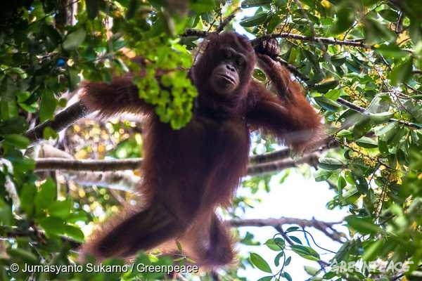 야생 암컷 오랑우탄 로사가 칼리만탄의 보호 지역인 구눙팔룽(Gunung Palung) 국립공원 한 나무 위에서 과일을 찾고 있다