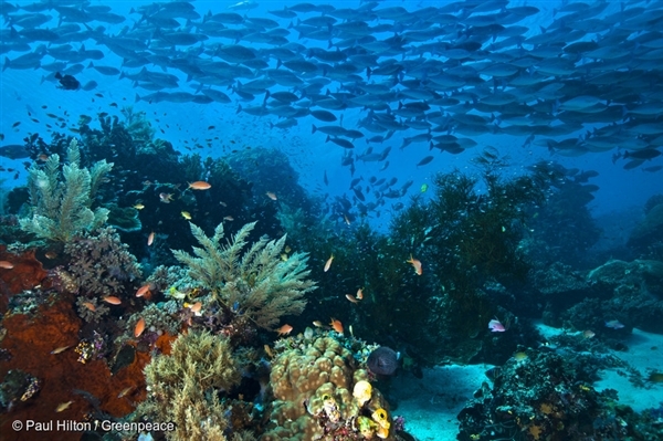 생물다양성으로 유명한 인도네시아의 라자암팟 (Raja Ampat)의 산호지대