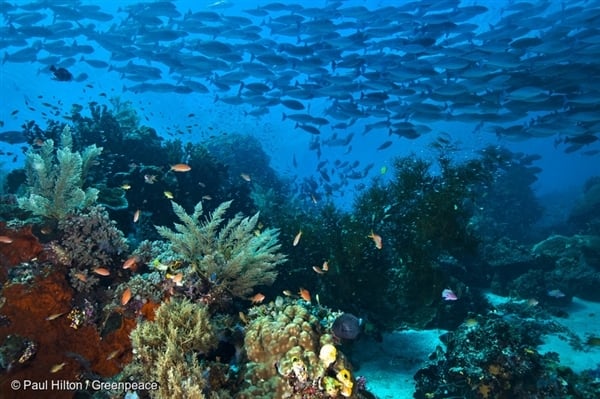 생물다양성으로 유명한 인도네시아의 라자암팟 (Raja Ampat)의 산호지대