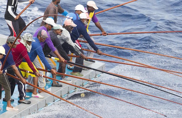 Pole and line fishermen land skip jack tuna in the Maldives. Pole and line fishing is a selective, sustainable and equitable method of catching tuna. Greenpeace is on an expedition in the Indian Ocean to expose overfishing and to highlight the problems associated with excessive tuna fishing, unsustainable and illegal fishing practices.