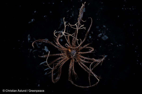 남극해 탐사 중 300미터 아래에서 찾은 남극 갯고사리(Antarctic feather star)