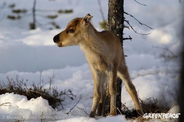 Winter forest at Lake Inari in North Finland. Reindeer calf. 02/15/2006 © Markus Mauthe / Greenpeace