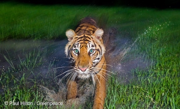 야생 동물 자연 보호 구역의 수마트라 호랑이