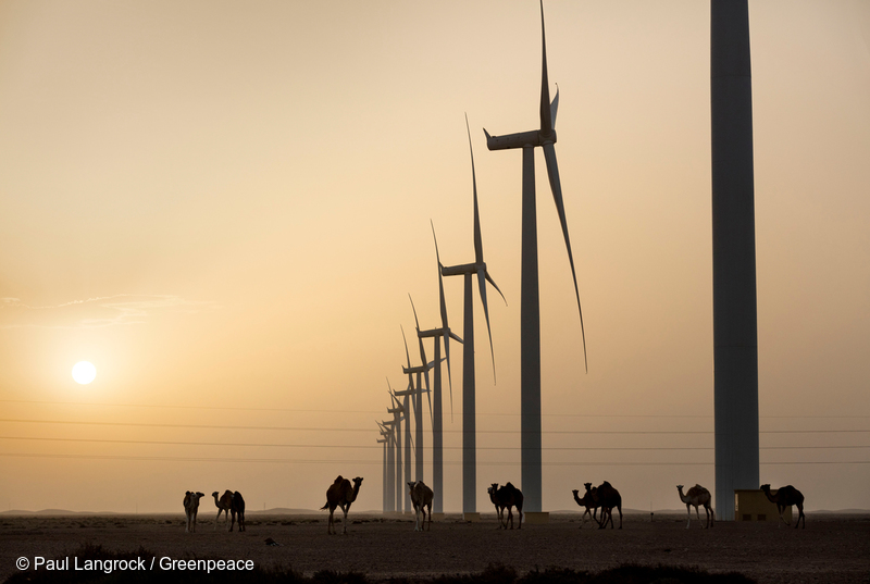 Copyright Paul-Langrock.de. Sunset over Africas greatest onshore wind farm. 131 wind turbines SWT 2.3 101 generate in total 301 MW electric power, in between dromedars. Dromedar, animal, perspective from the ground, moroccan, wind parc, power station, operated by TAREC, operator, energy, wind engine, generator, windmill powered plant, wind energy converter, blade, tower, nacelle, renewable, green, electrical, electricity, current, african, ideal for Desertec. Betreiber TAREC Tarfaya Energy Company. Afrikas groesster Windkraftpark Tarfaya. 131 Siemens Windkraftanlagen vom Typ SWT 2.3 101 erzeugen insgesamt 301 Megawatt elektrische Leistung, mittendrin Dromedare. Sonnenuntergang, Tier, Fauna, Dromedar, einhoeckriges Kamel, Windkraft, Windkraftanlage, Windenergie, Windrad, Windraeder, Windenergieanlage, Rotorblatt, Rotorblaetter, Gondel, Turm, Maschinenhaus, Strom, Windstrom, Elektrizitaet, erneuerbare, regenerative, alternative Energie, Vorbild fuer Desertec Initiative, DII. Tarfaya, western Sahara, southern Morocco, northern Africa. Westsahara, Suedmarokko, Marokko, Afrika, Nordafrika. 5. August 2016