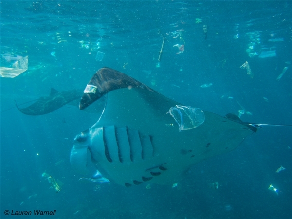 누사 페니다, 인도네시아 바다에서 플라스틱 쓰레기와 헤엄치는 만타 가오리