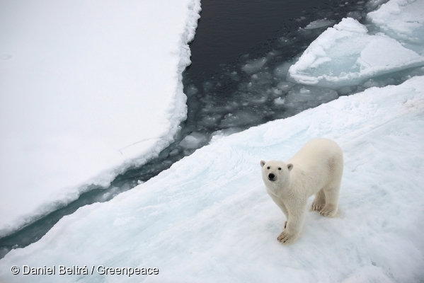 기후변화로 위기에 빠진 북극곰을 지켜주세요