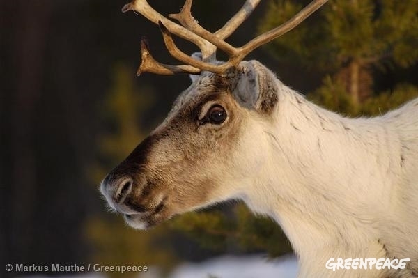 Reindeer at Lake Inari in North Finland. 02/15/2006 © Markus Mauthe / Greenpeace