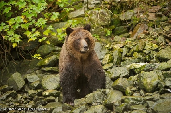 캐나다 그레이트 베어 우림의 회색곰(Grizzly Bear)
