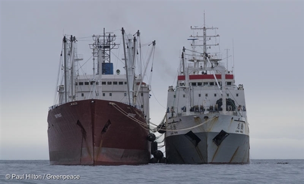 남극해 리빙스톤 아일랜드에서 해상전재(바다 위에서 화물을 옮겨 싣는 것) 중인 크릴잡이 어선 포착