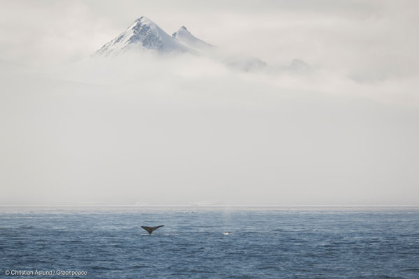 남극 호프만의 혹등고래