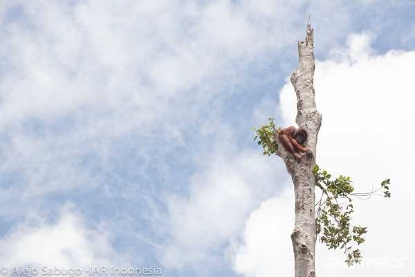 팜유로 인해 개간되고 있는 칼리만탄 서쪽 지역 외딴 나무에 매달려 있는 오랑우탄